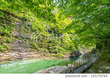 Oyasukyo 大噴泉 春天的新綠 103276769