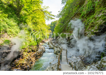 Oyasukyo 大噴泉 春天的新綠 103276771