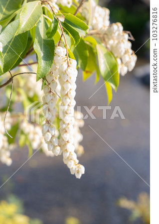 Asebi（小屋） 103276816