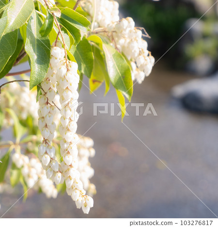 Asebi(小屋) Asebi(小屋) 103276817