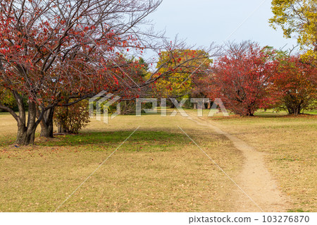 Autumn park with colored trees Autumn park with colored trees 103276870