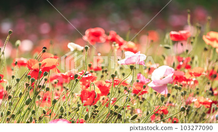 Poppies of Flower Country (Kurihama, Yokosuka City, Kanagawa Prefecture) 103277090