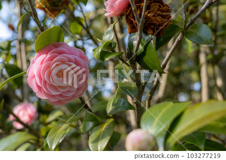 Otome Camellia Flower Otome Camellia Flower 103277219