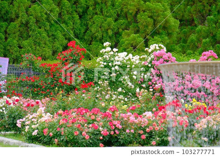 縣立播磨中央公園玫瑰園 縣立播磨中央公園玫瑰園 103277771