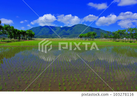 水稻種植後的夏井稻田 103278116