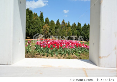 A fairy tale-like landscape with a white window frame that looks like a frame and a red tulip field, forest, and blue sky. A fairy tale-like landscape with a white window frame that looks like a frame and a red tulip field, forest, and blue sky. 103278125