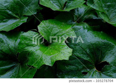 生態形象：秋田蜂斗菜葉田 103278704