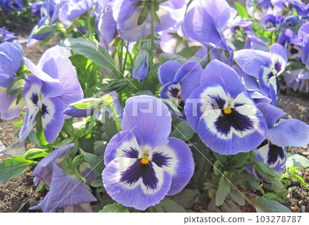 white and purple pansy flowers 103278787