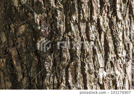 樹皮表面粗糙 103278907
