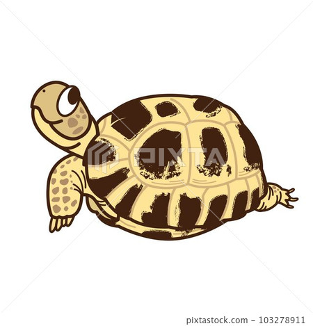 Russian tortoise Russian tortoise 103278911