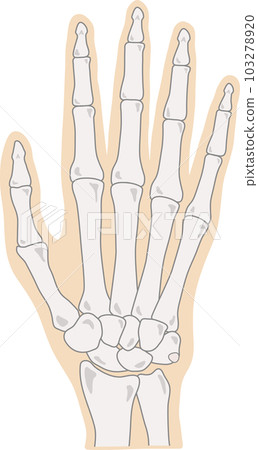 Finger bones with human body Finger bones with human body 103278920