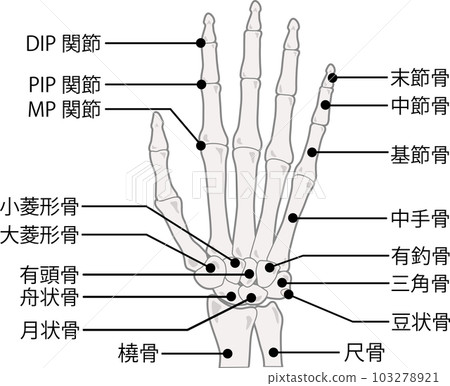 有名字的指骨 103278921