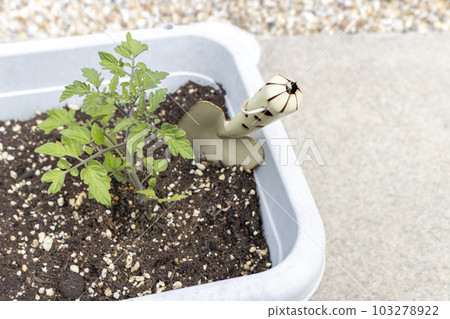種植在播種機和勺子中的一棵迷你番茄幼苗 103278922