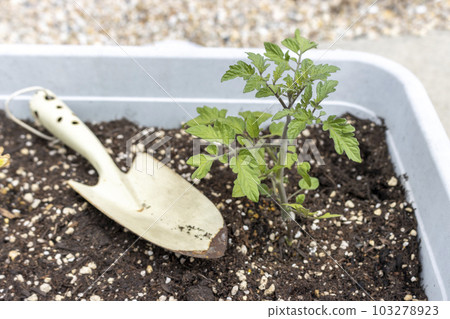 種植在播種機和勺子中的一棵迷你番茄幼苗 103278923