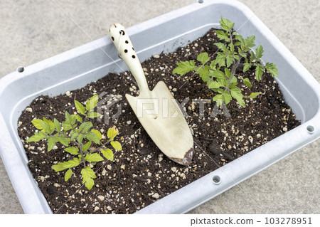 Two mini tomato seedlings and a scoop in a planter Two mini tomato seedlings and a scoop in a planter 103278951