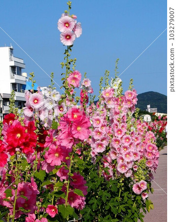 Hollyhock bathed in the early summer sun (colorful flowers along the banks of the Enokuchi River) Hollyhock bathed in the early summer sun (colorful flowers along the banks of the Enokuchi River) 103279007
