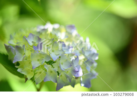 Hydrangea (hydrangea) Hydrangea (hydrangea) 103279008