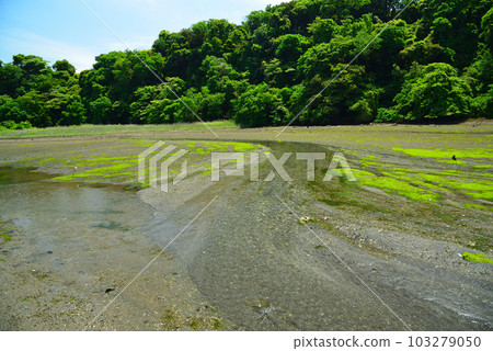 Fresh green forest of Koajiro 103279050