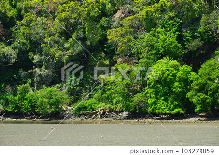 小代郎的新綠森林 103279059