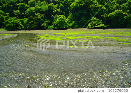 小代郎的新綠森林 103279060