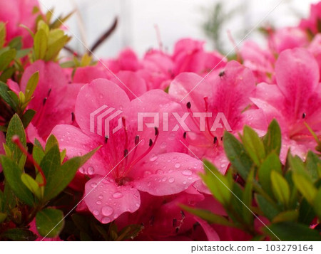 Red azalea flowers after rain (Kanda Park in spring '23) Red azalea flowers after rain (Kanda Park in spring '23) 103279164