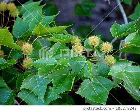 Maple with fruit (young leaves and fruit of Taiwan maple on the river bank) Maple with fruit (young leaves and fruit of Taiwan maple on the river bank) 103279242
