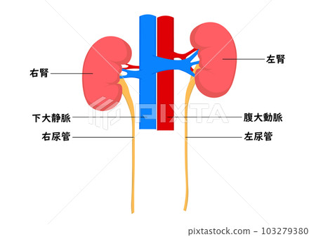 Part names of the human kidney 103279380