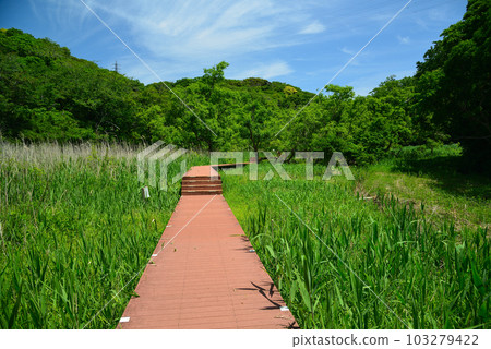 Fresh green forest of Koajiro Fresh green forest of Koajiro 103279422