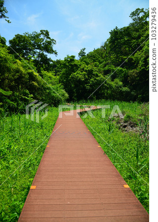 Fresh green forest of Koajiro Fresh green forest of Koajiro 103279436