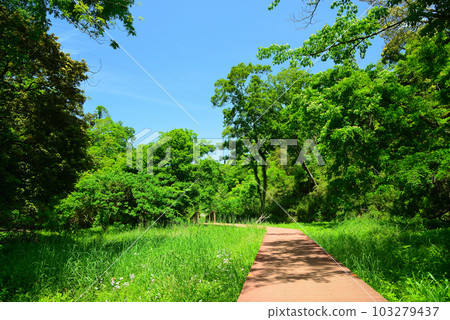 Fresh green forest of Koajiro 103279437