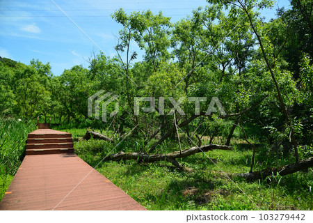 小代郎的新綠森林 103279442