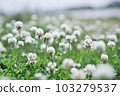 熟悉的初夏之花白三葉草 熟悉的初夏之花白三葉草 103279537