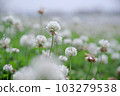 熟悉的初夏之花白三葉草 熟悉的初夏之花白三葉草 103279538