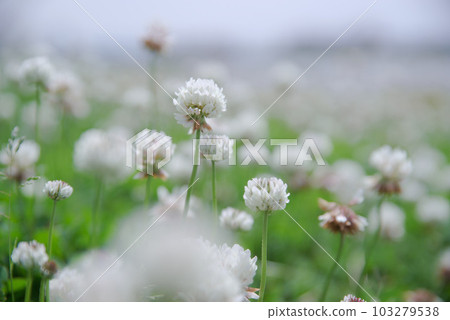 熟悉的初夏之花白三葉草 熟悉的初夏之花白三葉草 103279538
