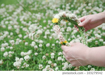 白三葉草的花冠，熟悉的初夏花 103279542