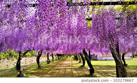 Wake Wisteria Park in Wake Town, Okayama Prefecture, famous for Wake no Kiyomaro. 103279667