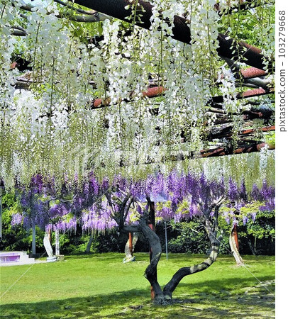 岡山縣和氣町的和氣紫藤公園,以和氣清麻呂而聞名。美麗的白色紫藤花和紫紅色花朵背景,綠地也很漂亮。 岡山縣和氣町的和氣紫藤公園,以和氣清麻呂而聞名。美麗的白色紫藤花和紫紅色花朵背景,綠地也很漂亮。 103279668