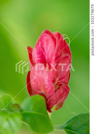 屋子四周的花，四季，紅艷豔的花 103279679