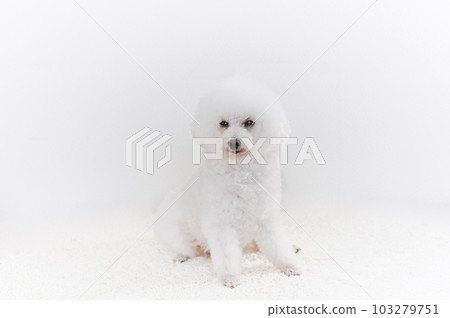 White toy poodle 103279751