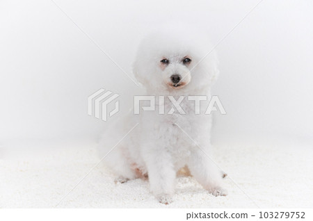 White toy poodle White toy poodle 103279752