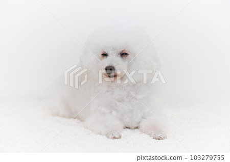 白色玩具貴賓犬 白色玩具貴賓犬 103279755