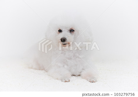白色玩具貴賓犬 白色玩具貴賓犬 103279756