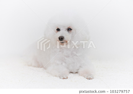 白色玩具貴賓犬 103279757