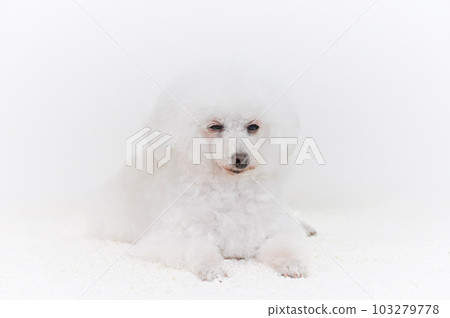 白色玩具貴賓犬 白色玩具貴賓犬 103279778