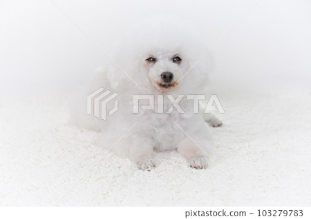 白色玩具貴賓犬 103279783