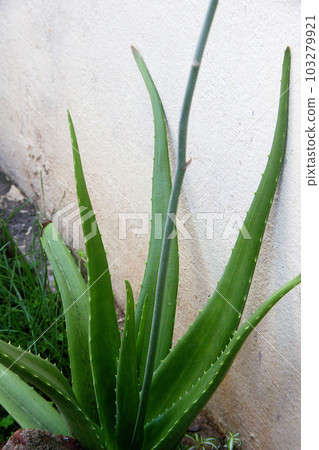 Lush Green Aloe Vera Plant 103279921