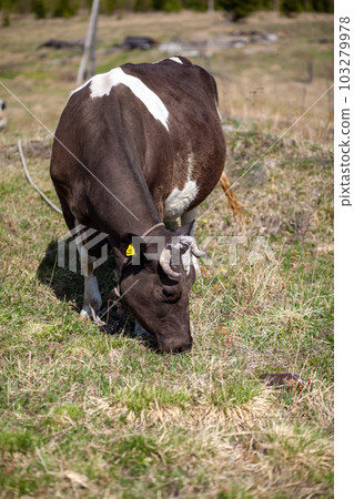 The cow eats fresh green grass on the lawn or in the field. The cow eats fresh green grass on the lawn or in the field. 103279978