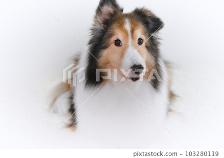 cute expression sheltie (shetland sheepdog) 103280119