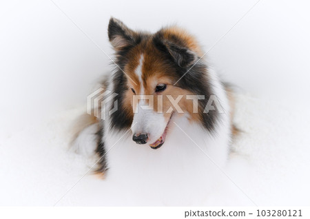 cute expression sheltie (shetland sheepdog) 103280121