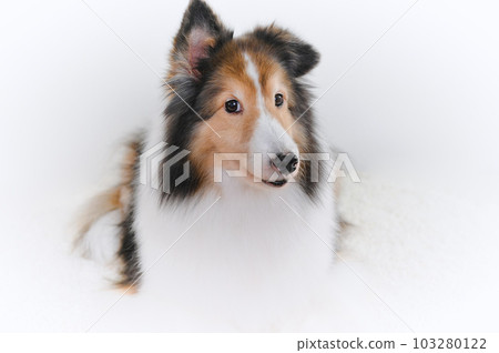 cute expression sheltie (shetland sheepdog) 103280122